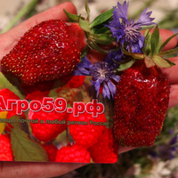 Земклуника КУПЧИХА (КРУПНОМЕР! ОГРОМНЫЙ КУСТ, УРОЖАЙ В ГОД ПОСАДКИ) Земклуника КУПЧИХА (КРУПНОМЕР! ОГРОМНЫЙ КУСТ, УРОЖАЙ В ГОД ПОСАДКИ)